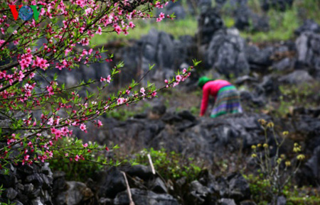 Cao nguyên đá Đồng Văn.